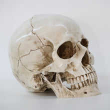 Load image into Gallery viewer, Craft Skull Sculpture
