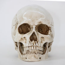 Load image into Gallery viewer, Craft Skull Sculpture
