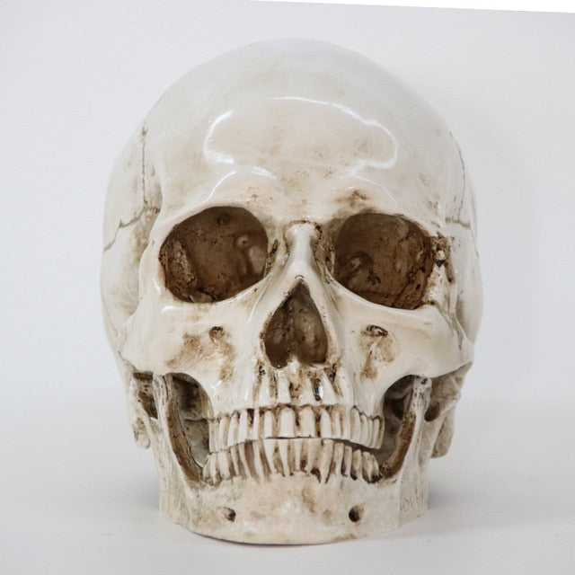 Craft Skull Sculpture