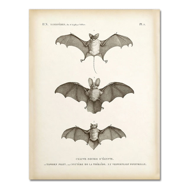 Vintage Bat Print