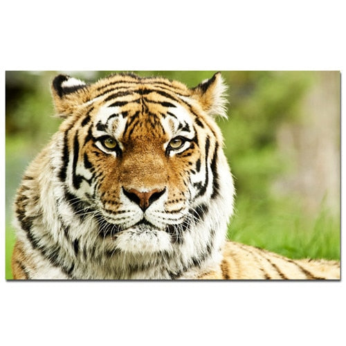 Wild Tiger Poster