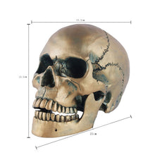 Load image into Gallery viewer, Golden Skull
