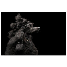 Load image into Gallery viewer, Black &amp; White Noble Poodle

