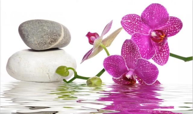 Purple Orchid Zen